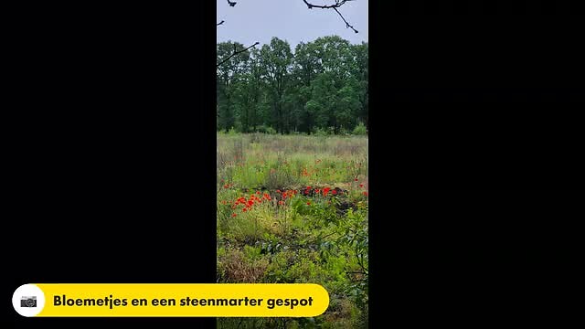 Grenslandpad etappe 14 (Witrijt - Reusel)