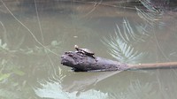 Een schildpad!