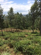 sri lanka 129