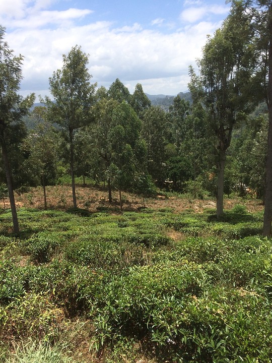 sri lanka 129