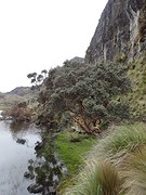 Cajas