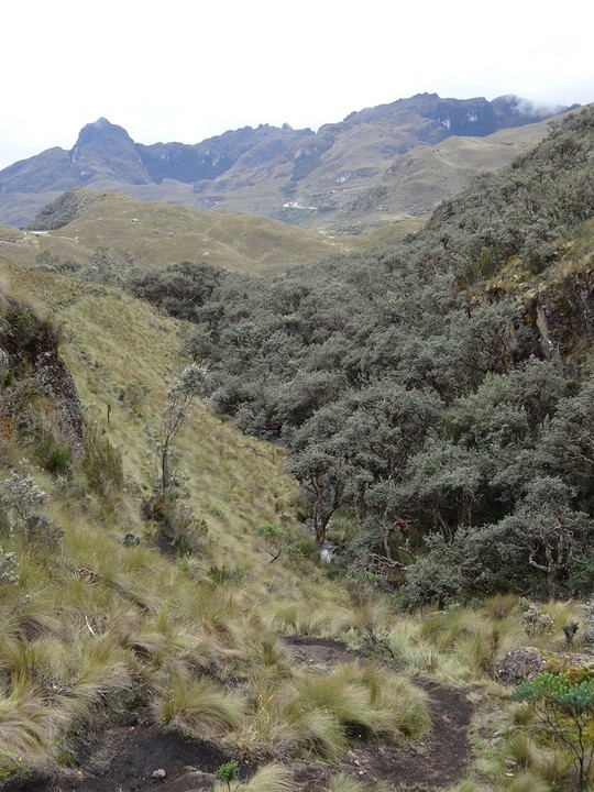 Cajas