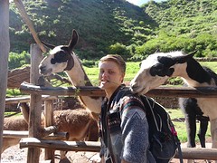 Lama boerderij