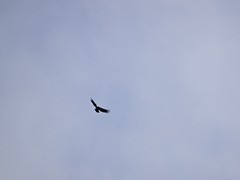 Condor