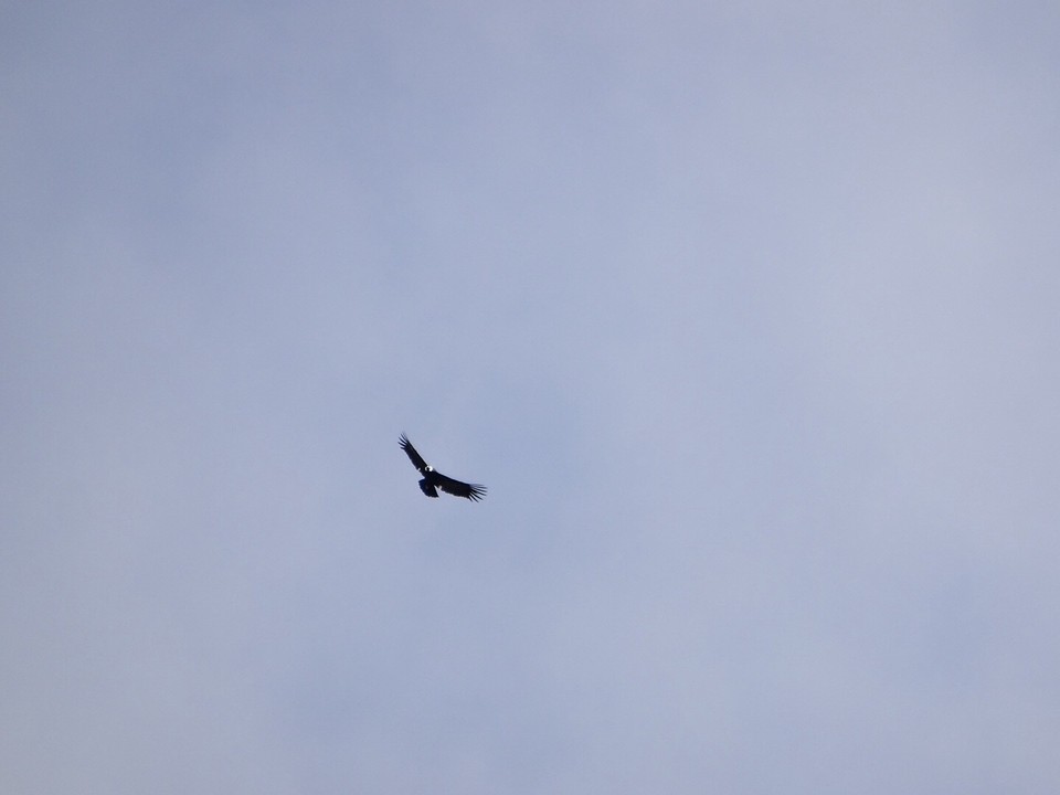 Condor