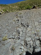 Dino Footprints (speciaal voor Tim)