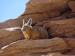 Chinchilla