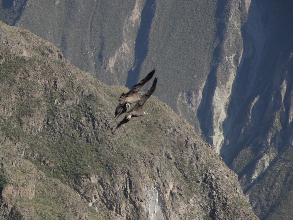 Condors