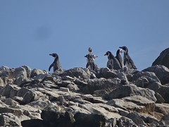 Ballestas Eilanden