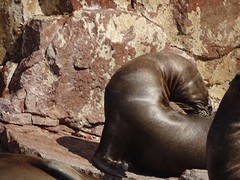 Ballestas Eilanden