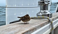 Vogeltje op bezoek
