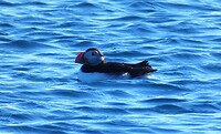 Puffin