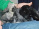 Bob in de relax stand op schoot bij Bart