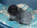 Bob in de mand van Snoef
