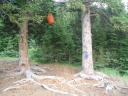 the bearpole
