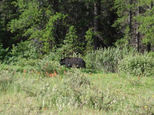 mama bear