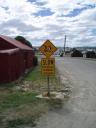 Pinguins kijken