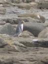 The Yellow Eyed Penguin bij Fossitised Forest
