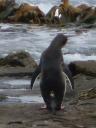 De achterkant van een yellow eyed penguin