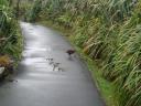 Een Weka bij Pancake rocks