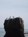 Er woonde ook een collony Gannets op Cape Kidnappers