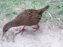 De Weka