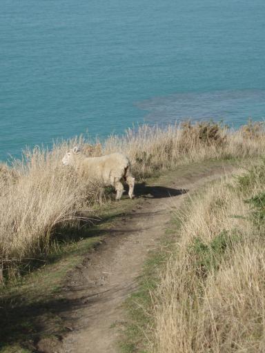 Schapen op het pad