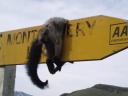 Een kale Possum