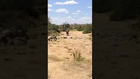 Ruaha nationaal park