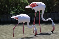 duo flamingo