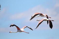 vliegende flamingo