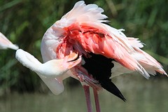 flamingo
