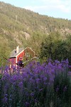 mooi bloemen met huis