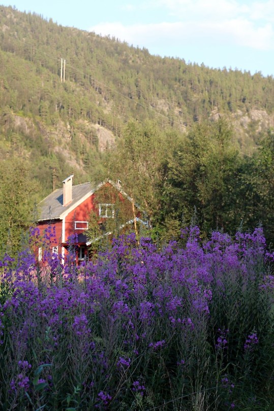 mooi bloemen met huis