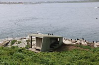 vogeleiland