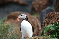 Puffin