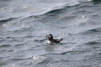 Puffin