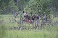 Moeder en kind moose
