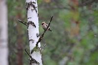 Pestvogel