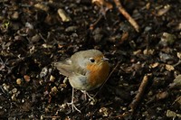 Roodborst