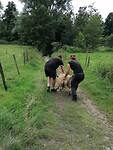 Schaap redden
