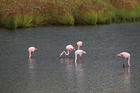 Flamingo's