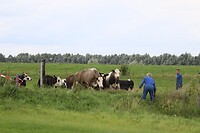 overstekende koeien