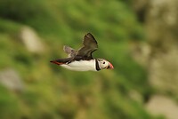 Puffin