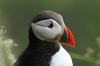 Puffin