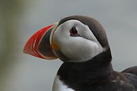 Puffin