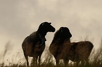 Nieuwsgierige schapen