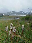 Sognefjell