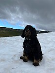 Sneeuwhond