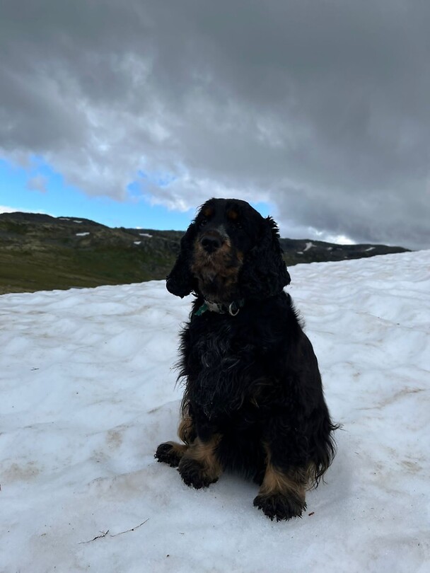 Sneeuwhond